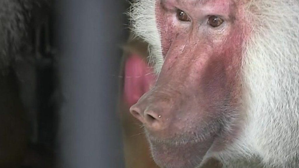 Baboons return to Tbilisi zoo after floods