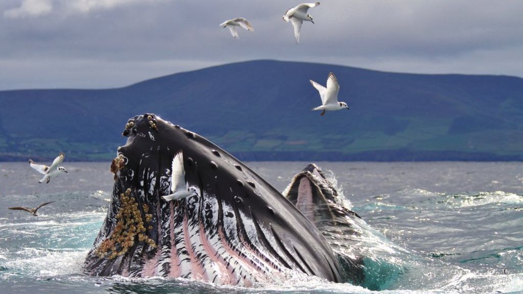 Wild Ireland: Having a whale of time filming wildlife