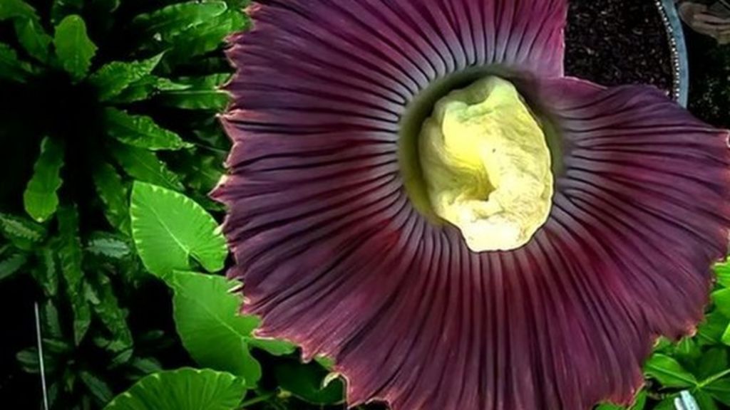 Corpse flower World's smelliest plant blooms in Edinburgh BBC News