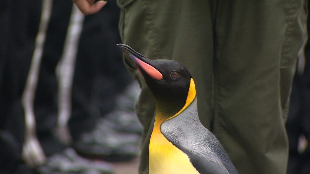 Penguin inspects King of Norway’s Guard