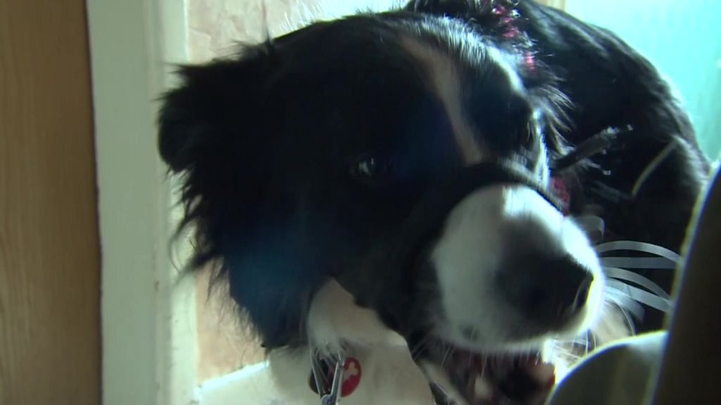 VIDEO: Dog 'sniffs out' diabetes danger