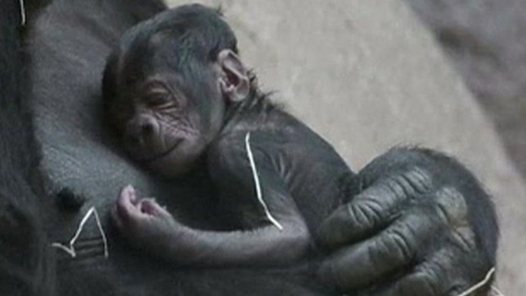 VIDEO: 'Fat' gorilla surprises zoo with baby