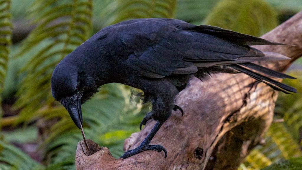 Tool-using crow: Rare bird joins clever animal elite