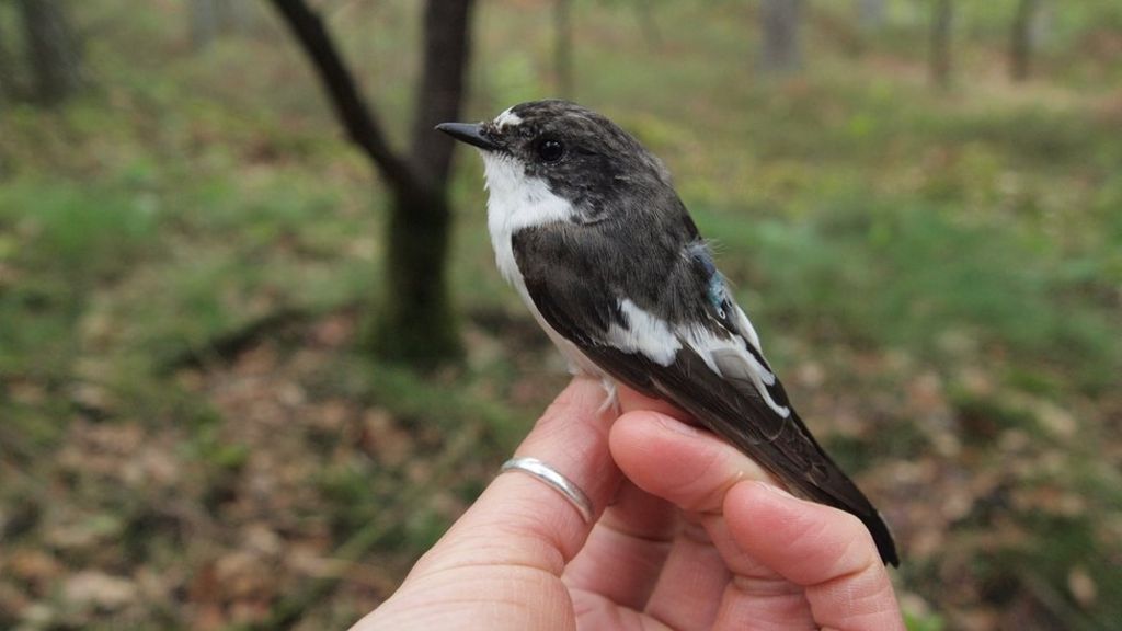 Birds tracked on mammoth Sahara flight