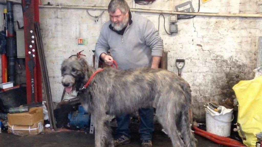 Scrapyard scales in Dudley let big dog be 'blood hound'
