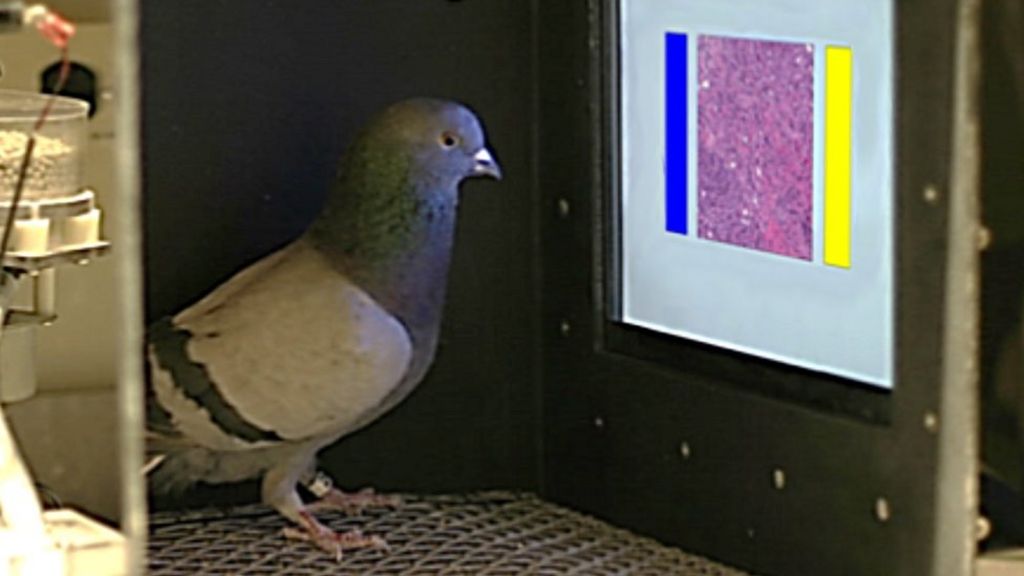 Pigeons classify breast cancer images