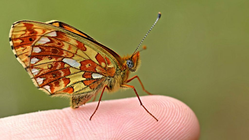 Rare British butterfly expands into Devon forest BBC News