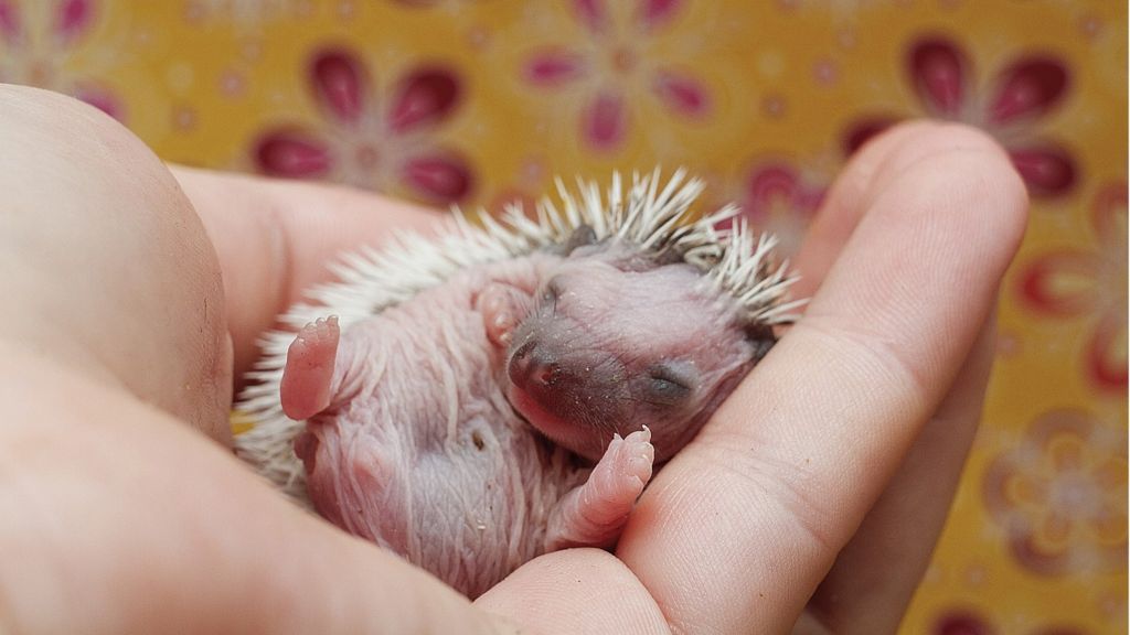Facebook apologises for baby hedgehog Marketplace ads