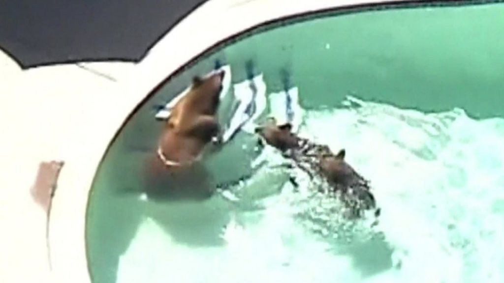 Bears enjoy a cool dip in Pasadena swimming pool