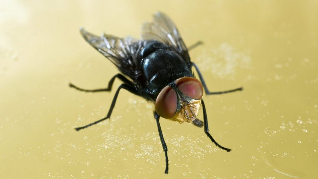 Sterile flies released in Florida to combat flesh-eating worm