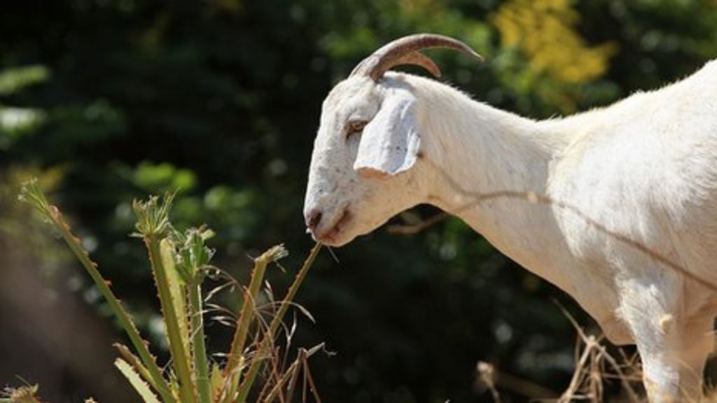 Goats gut fungi could boost biofuels