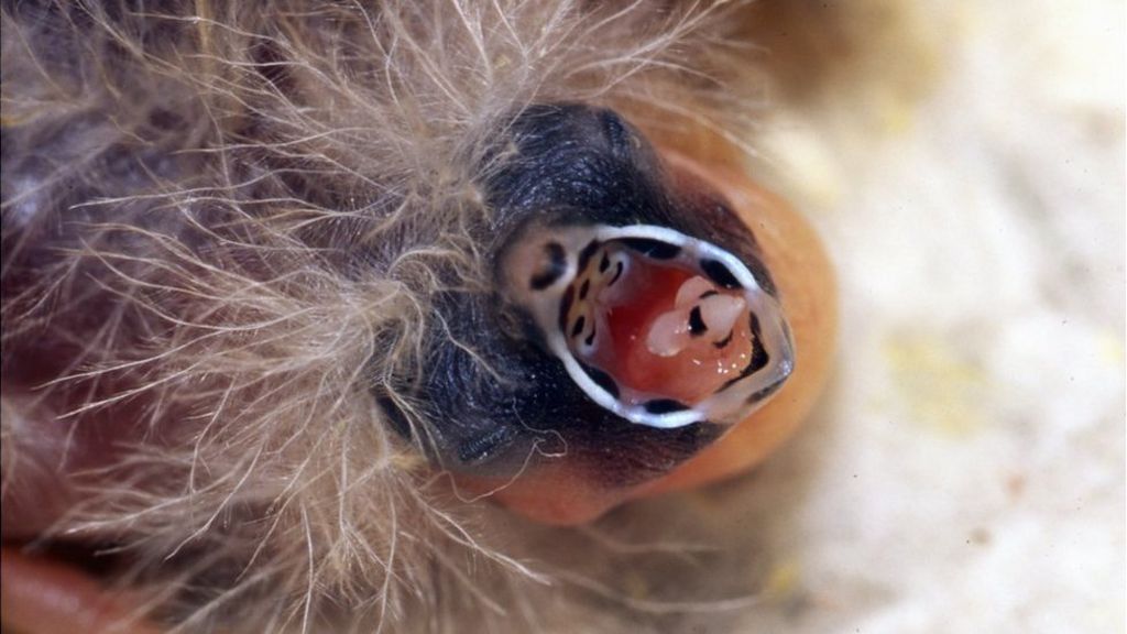 Zebra finch 'heat song' changes hatchling development
