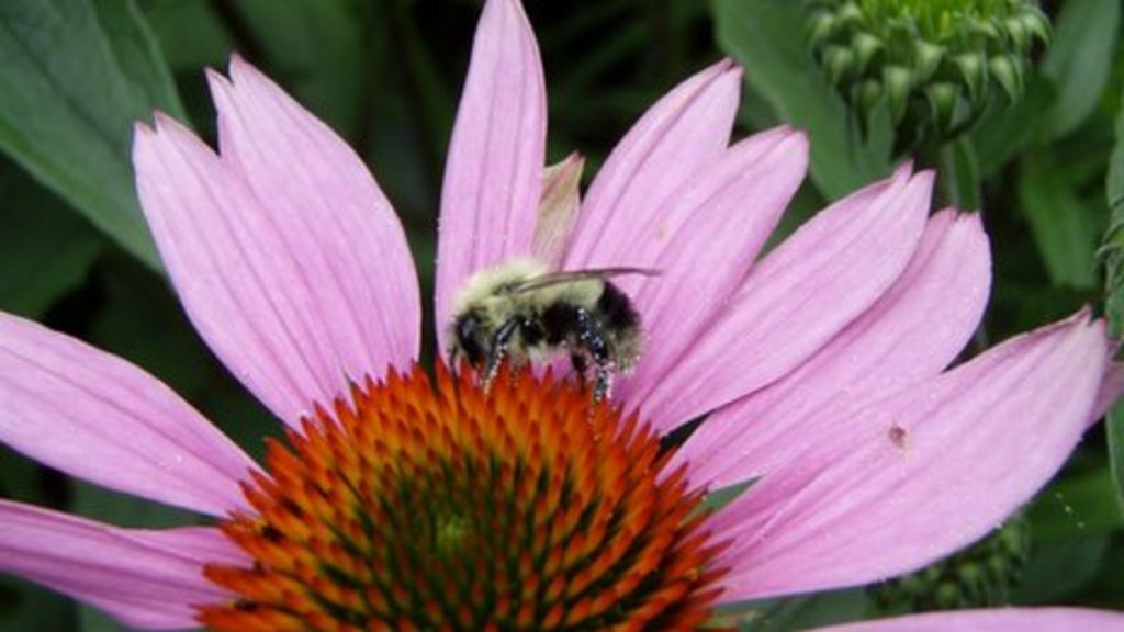 US wild bees decline as biofuels boom