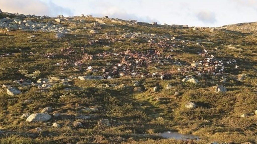 Reindeer killed in Norway lightning storm