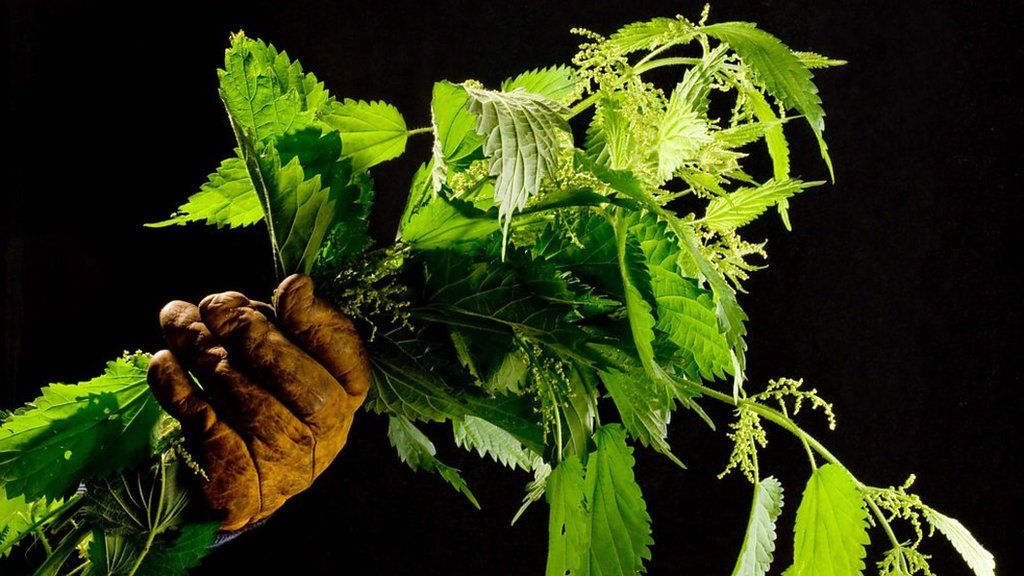 Do you fancy nettle bubble and squeak?
