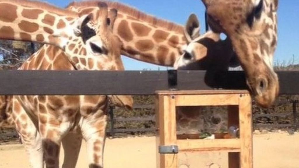 VIDEO: Giraffes explore new puzzle