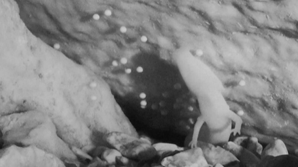 VIDEO: 'Dragon mum' guards her precious eggs