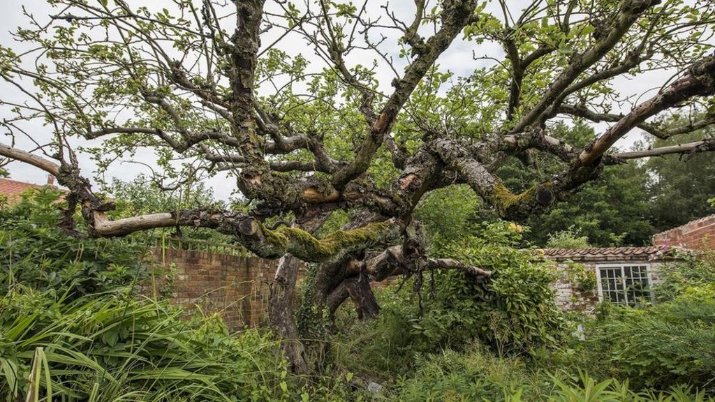 Original Bramley apple tree in Southwell is dying