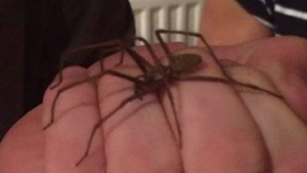 VIDEO: Your photos: Are spiders getting bigger?