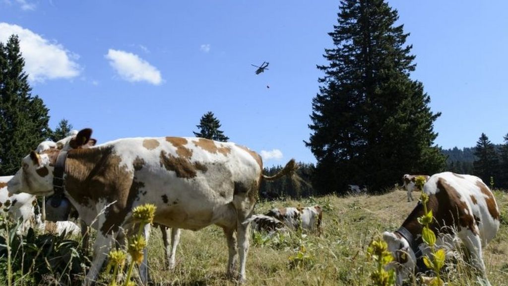 Swiss 'steal' French water for cows