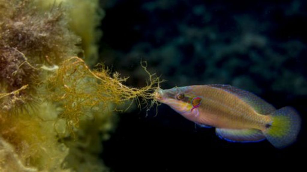 Increasing ocean acidity could impact fish spawning