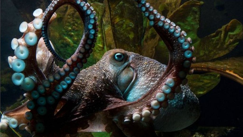 Octopus makes great escape down drain