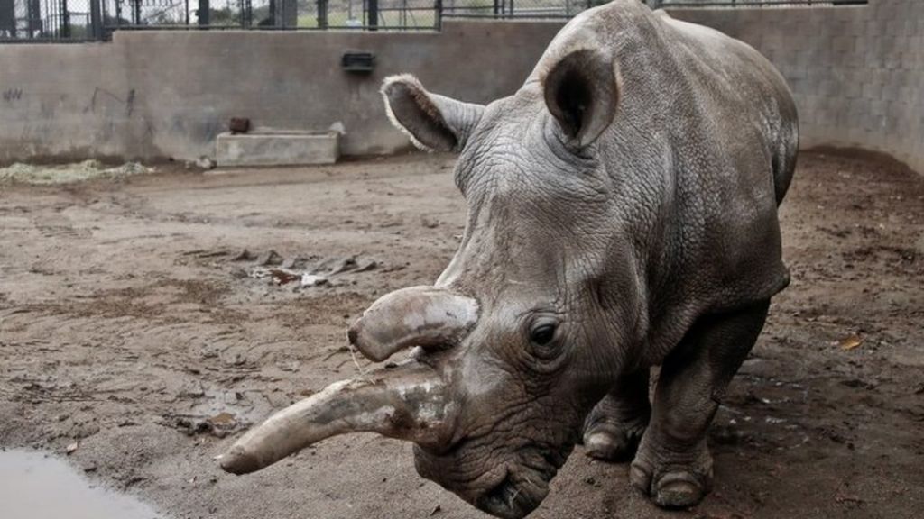 One of last northern white rhinos dies