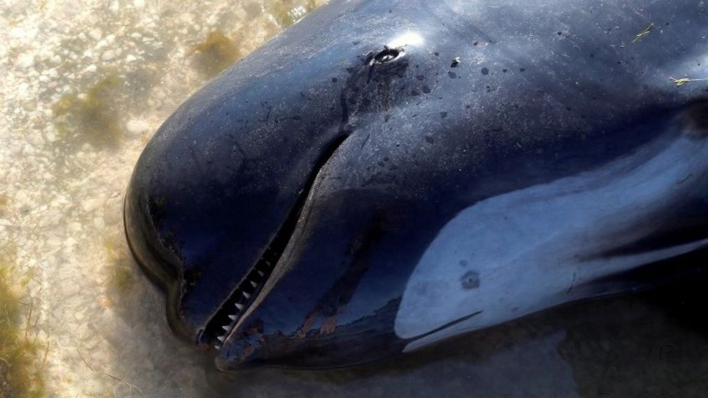 New Zealand whales: Hundreds more stranded at Farewell Spit