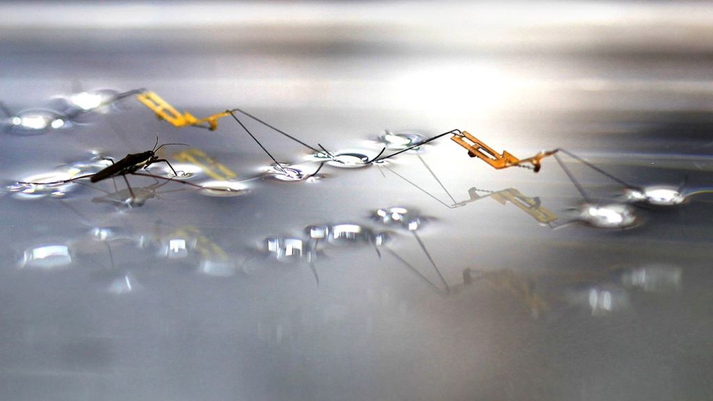 Robot can leap from water's surface