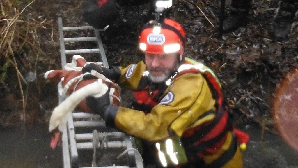 Swan 'blown into tree' is rescued at Pennington Flash