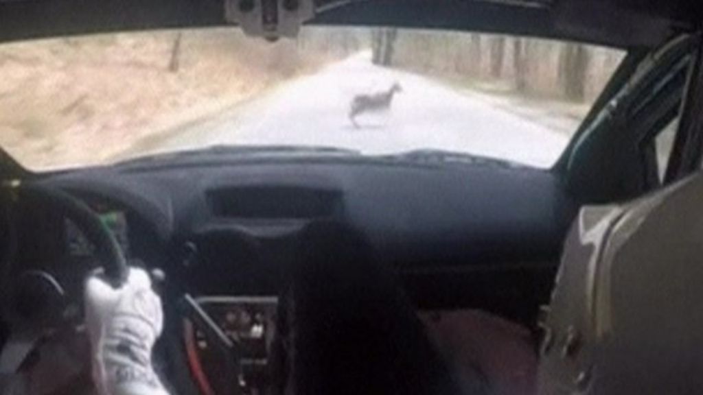 VIDEO Race car narrowly avoids hitting deer BBC News Home Bloglovin’