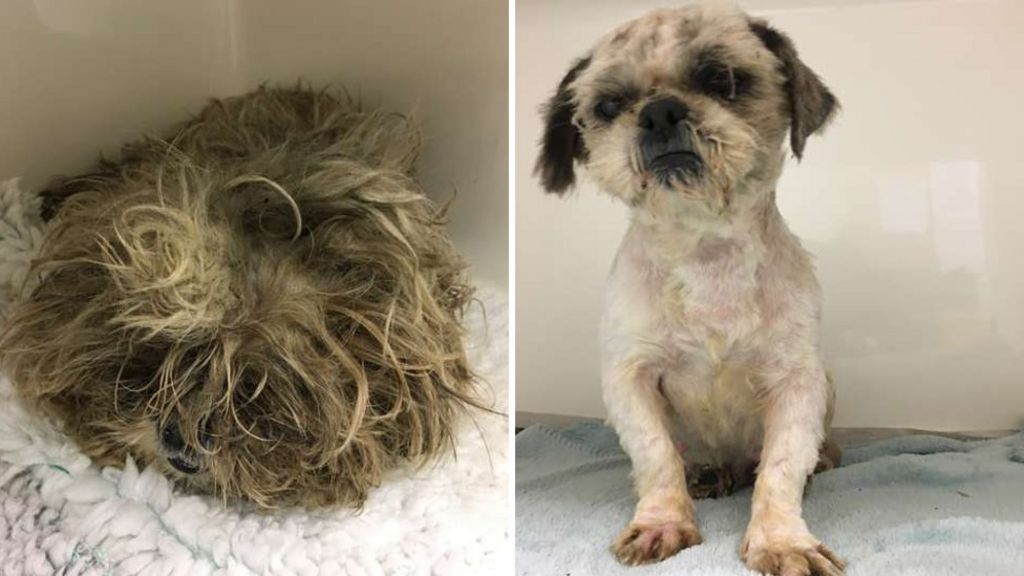 Mistreated shih-tzu 'didn't even look like dog'