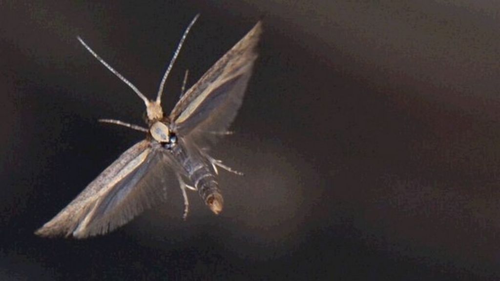 GM moths 'can curb pest invasion'