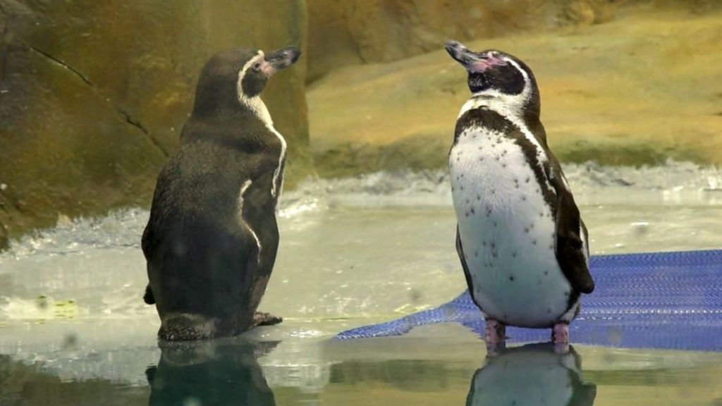 Meet Mumbai's Flipper and his six penguin friends