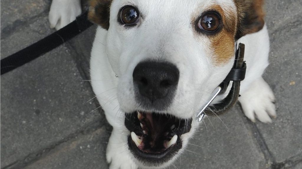 Spain's Mislata district collects dog DNA in anti-poo campaign - BBC News