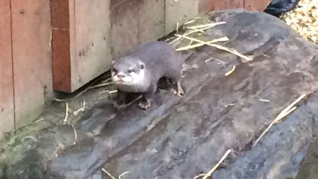 'Otterly' cute