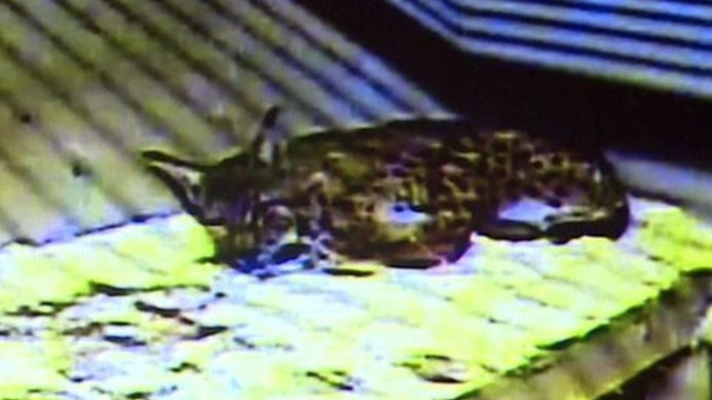 Dartmoor lynx returned to zoo after weeks on run