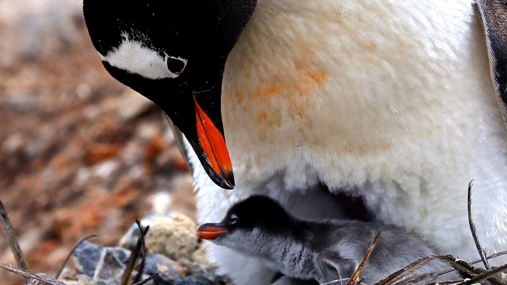 VIDEO: Penguin diary: Charting a year in the life