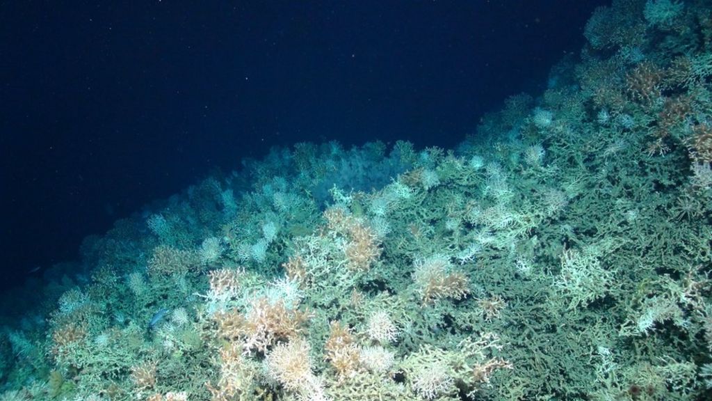 Life thriving on UK's biggest underwater mountains