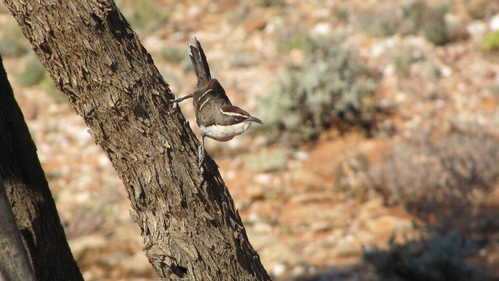 Babbler bird calls 'convey meaning'