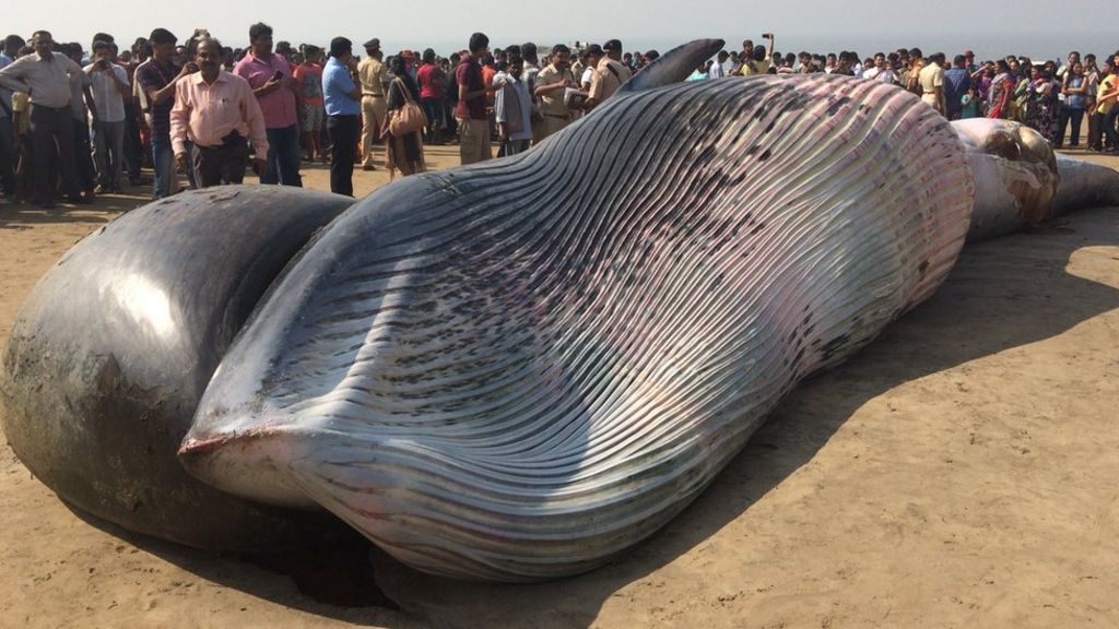 India Large Brydes Whale Washes Up On Mumbai Beach Bbc News