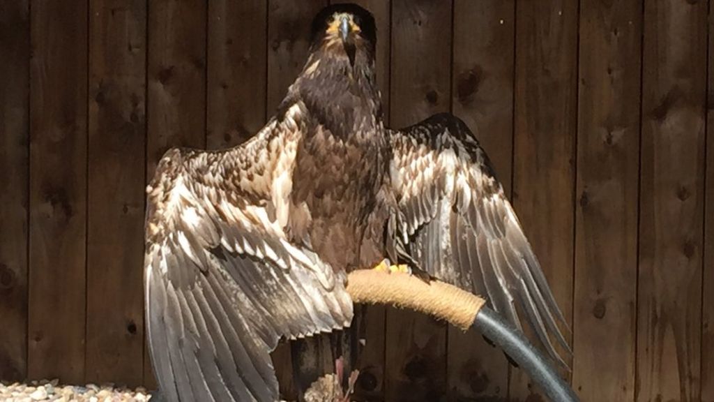 Henry the bald eagle flies off after display at Warwick Castle