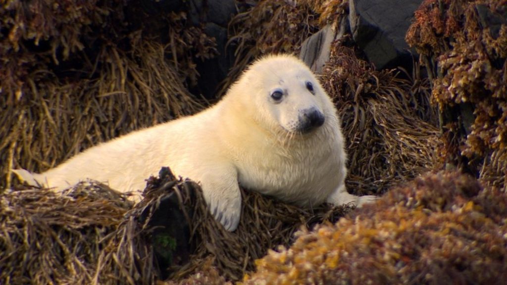 Grey seal population flourishing in Northern Ireland's waters - BBC News