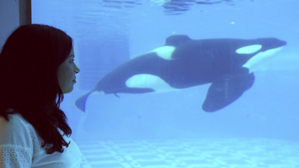 Can orcas ever be healthy in captivity?