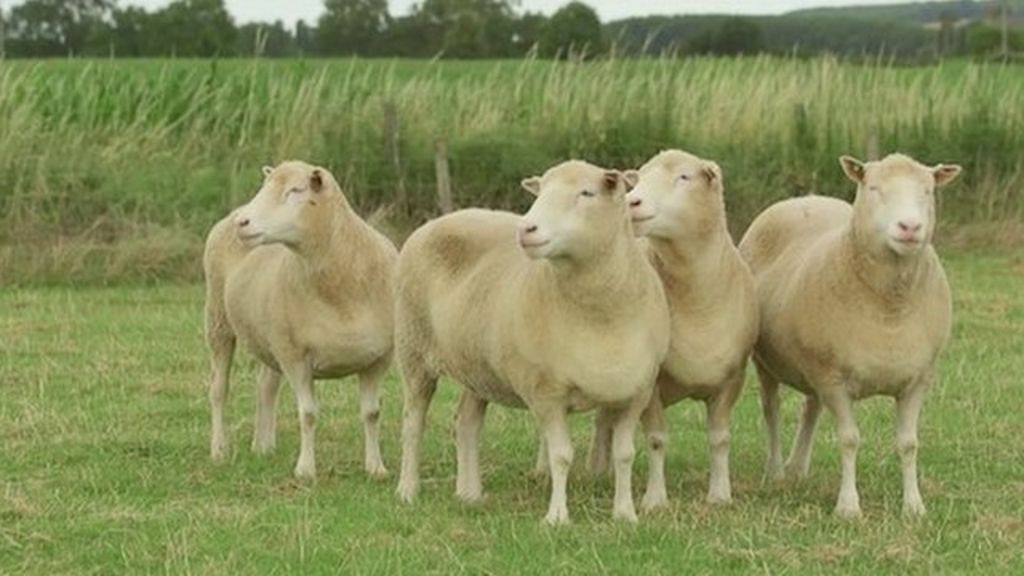 How have Dolly the Sheep's 'siblings' fared?
