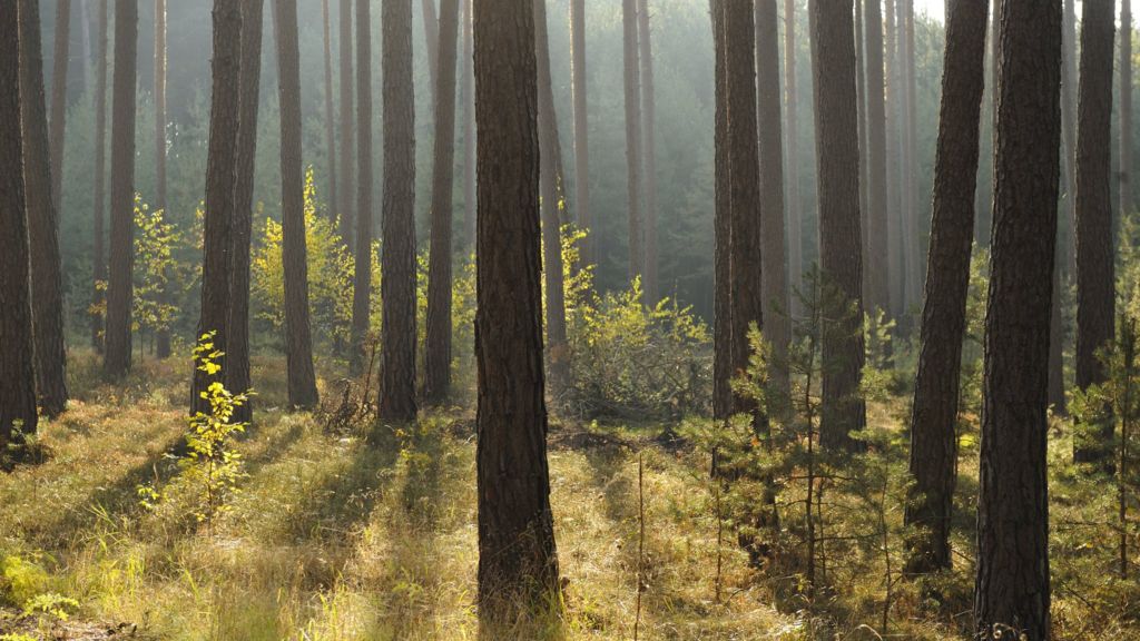 Increased funding for woodland creation in Scotland - BBC News - BBC News