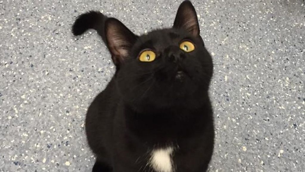 Boss the cat discovered 200 miles away from home