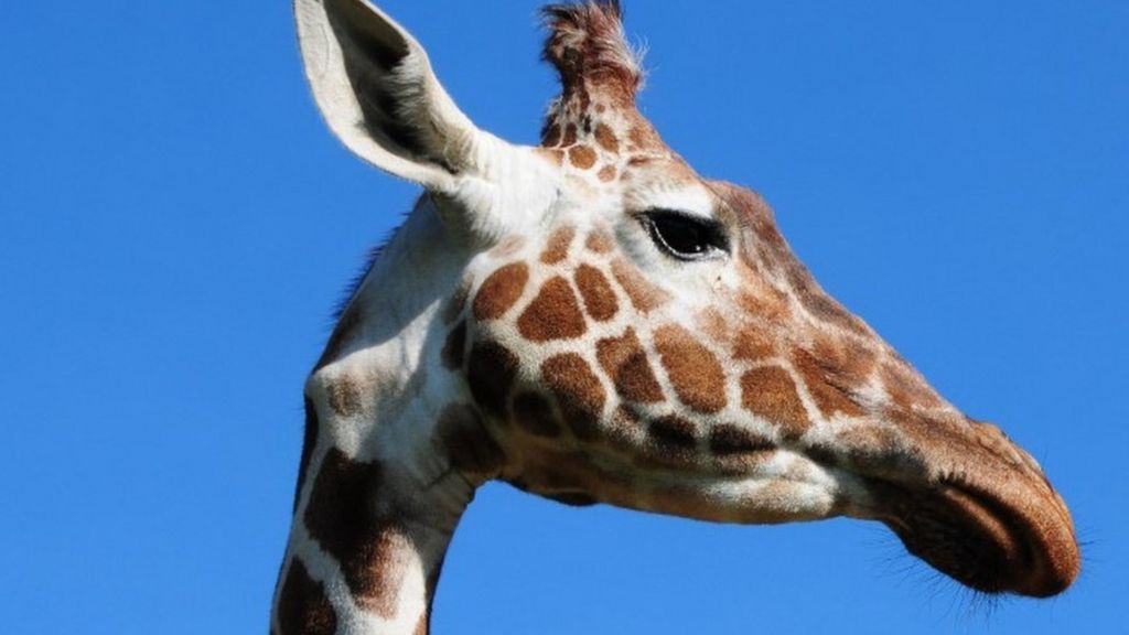 VIDEO: Taking giraffes for a scientific walk