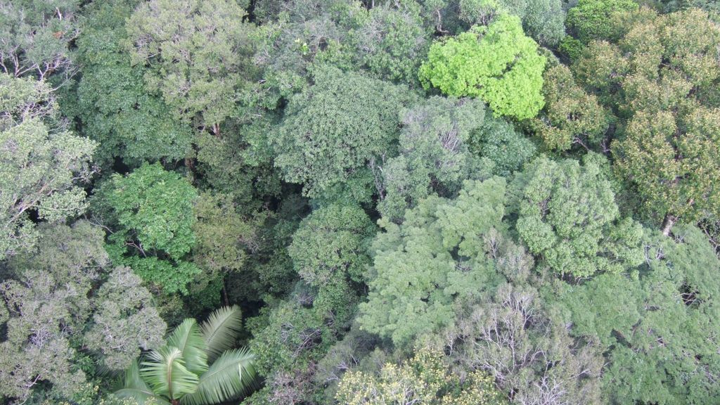 History sheds light on Amazon's rich tree diversity