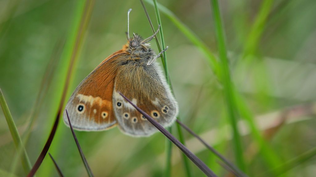 Rare bog butterfly flutters back from brink